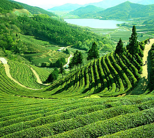 Adventurous Assam Tour Package